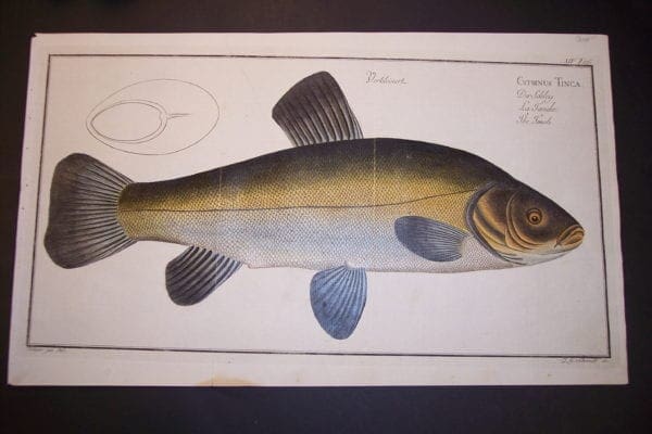 Cyprinus Tinca