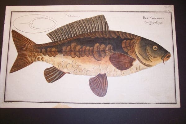 Rex Gyprinorum