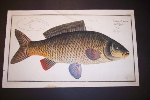 Bloch Fish Carp Plate XVI
