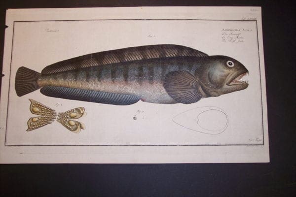 Bloch Wolf Fish Engraving 