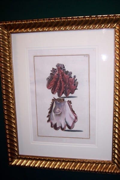 Shell Engraving Old Hand Colored Framed Gualtieri