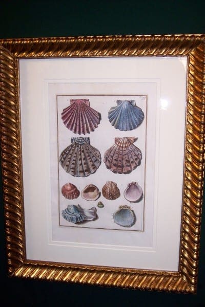 Shell Engravings Framed Gualtiere