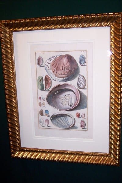 Shell Engraving Old Hand Colored Framed Gualtieri
