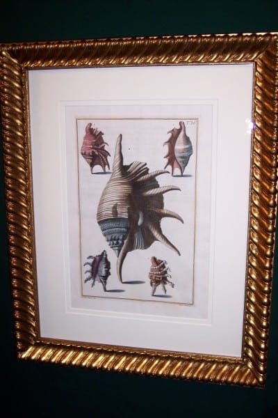 Shell Engraving Old Hand Colored Framed Gualtieri
