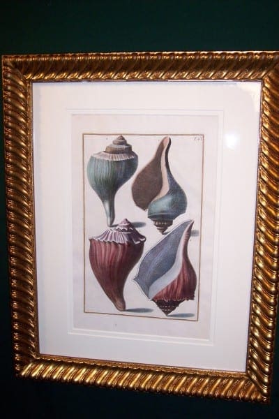 Shell Engraving Hand Colored Framed Gualtiere