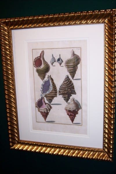Shell Engraving Hand Colored Framed Gualtiere