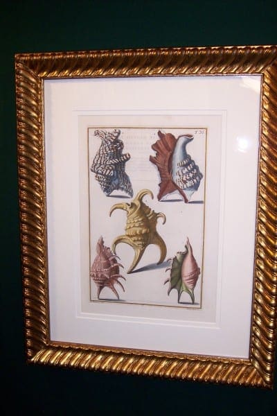 Shell Engraving Hand Colored Framed Gualtiere