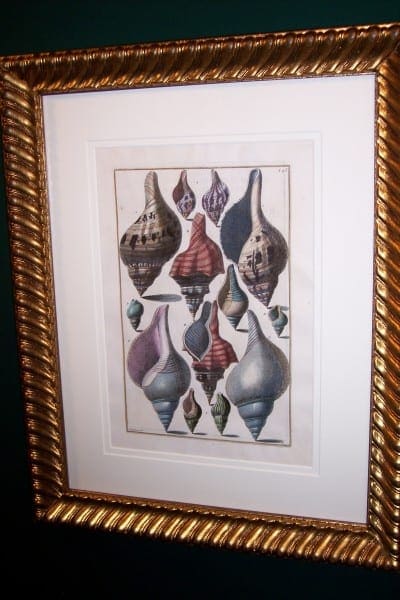 Shell Engraving Hand Colored Framed Gualtiere