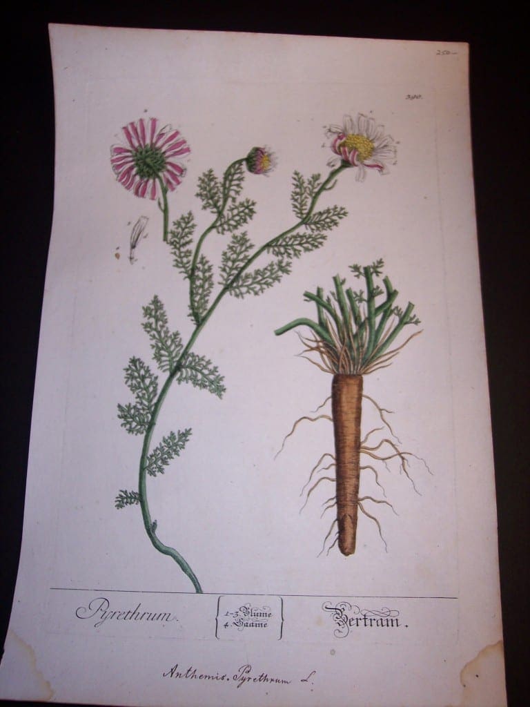 Elizabeth Blackwell Pyrethrum Print 390 c.1750