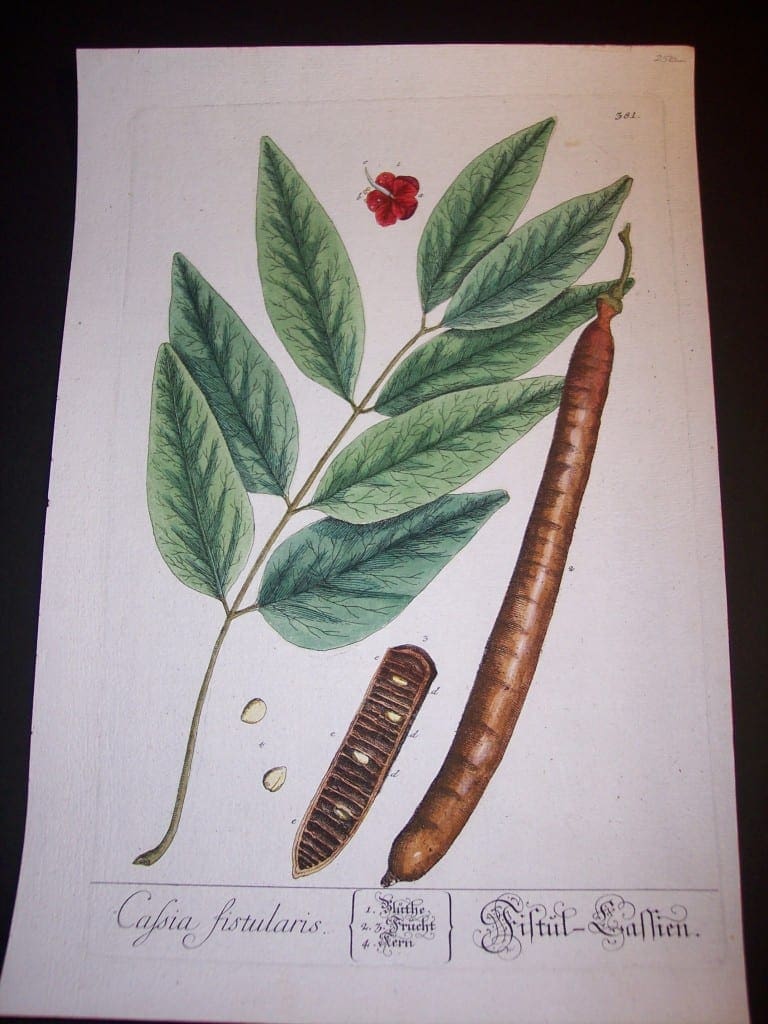 Elizabeth Blackwell Cassia Fistularis Print PL 381 c.1750. 165.