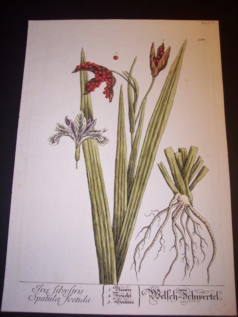 Elizabeth Blackwell Iris Silvestris Spatula Foetida Print PL 158 c.1750