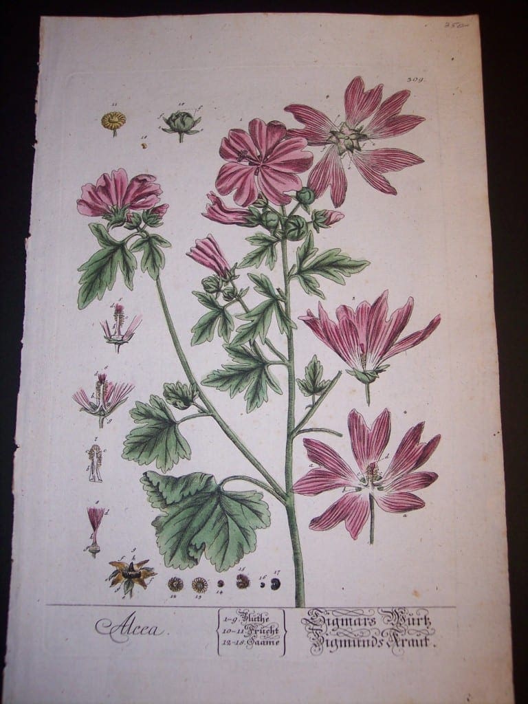 Elizabeth Blackwell Alcea Print PL 309 c.1750