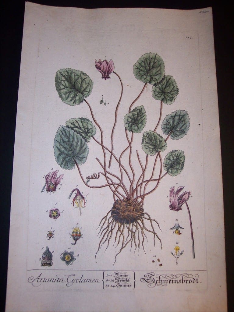 Elizabeth Blackwell Artanita Cyclamen Print PL 147 c.1750 200.