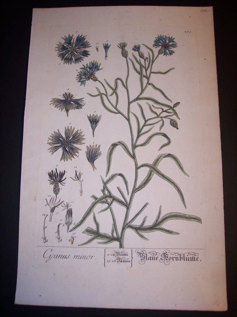 Elizabeth Blackwell Cyanus minor print PL 270 c.1750 150.