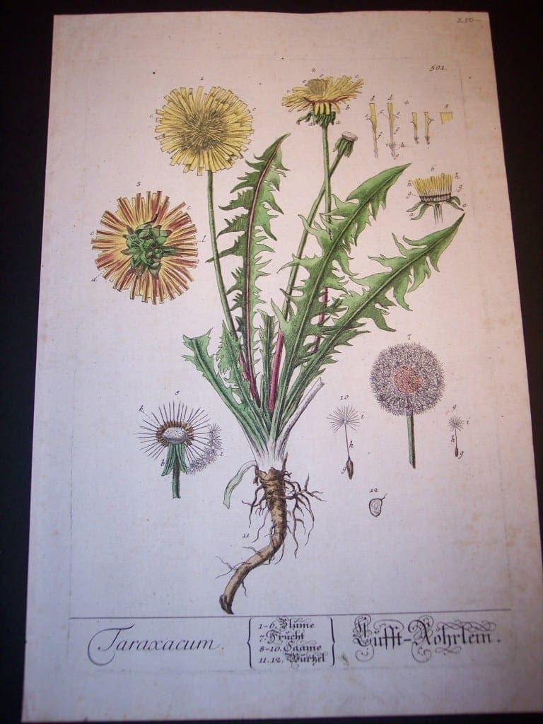 Elizabeth Blackwell Dandelion 501