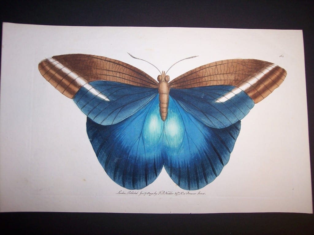Nodder butterfly Engraving
