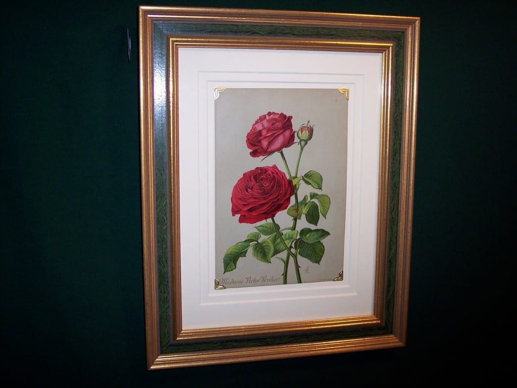 old rose chromo lithograph