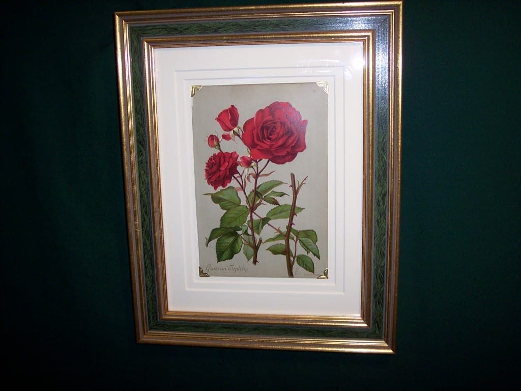 61571 Antique Rose Lithograph Framed