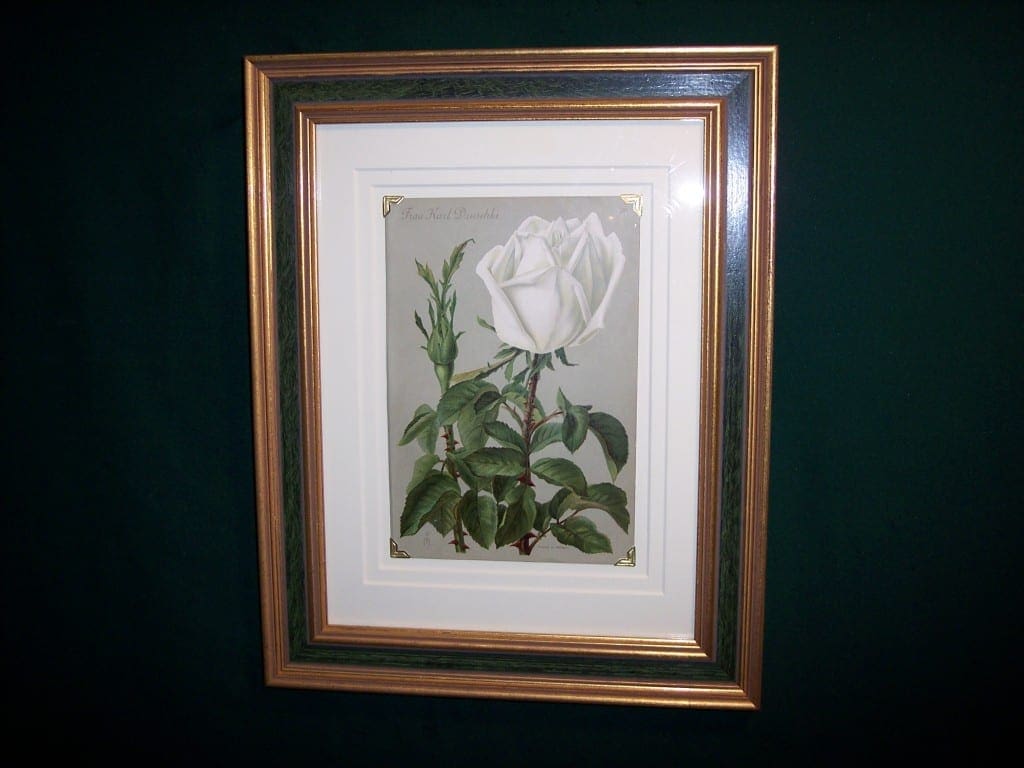 6158 Antique Rose Lithograph Framed