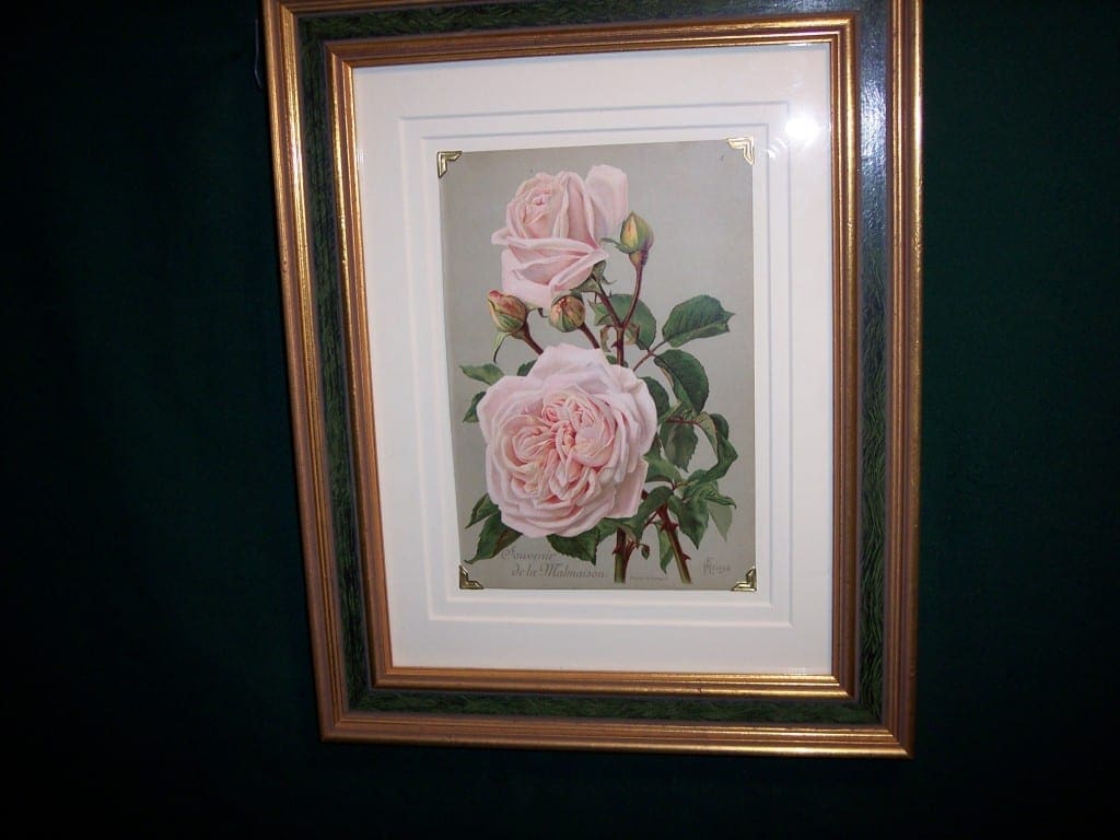 6159 Antique Rose Lithograph Framed
