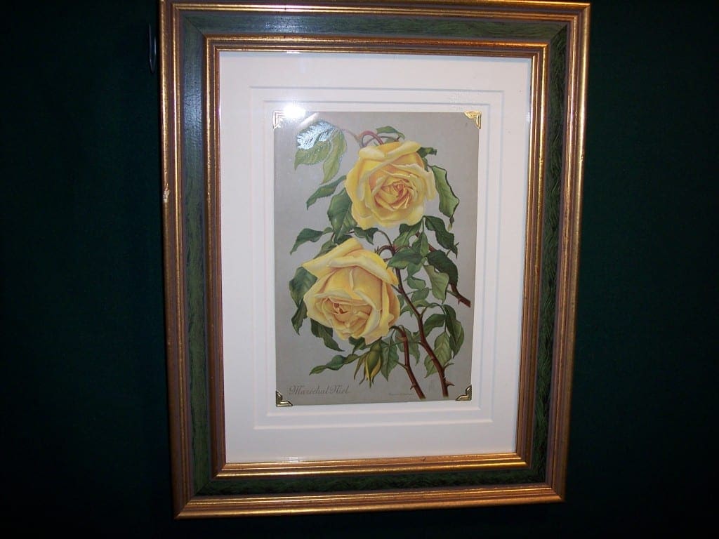 6162 Antique Rose Lithograph Framed