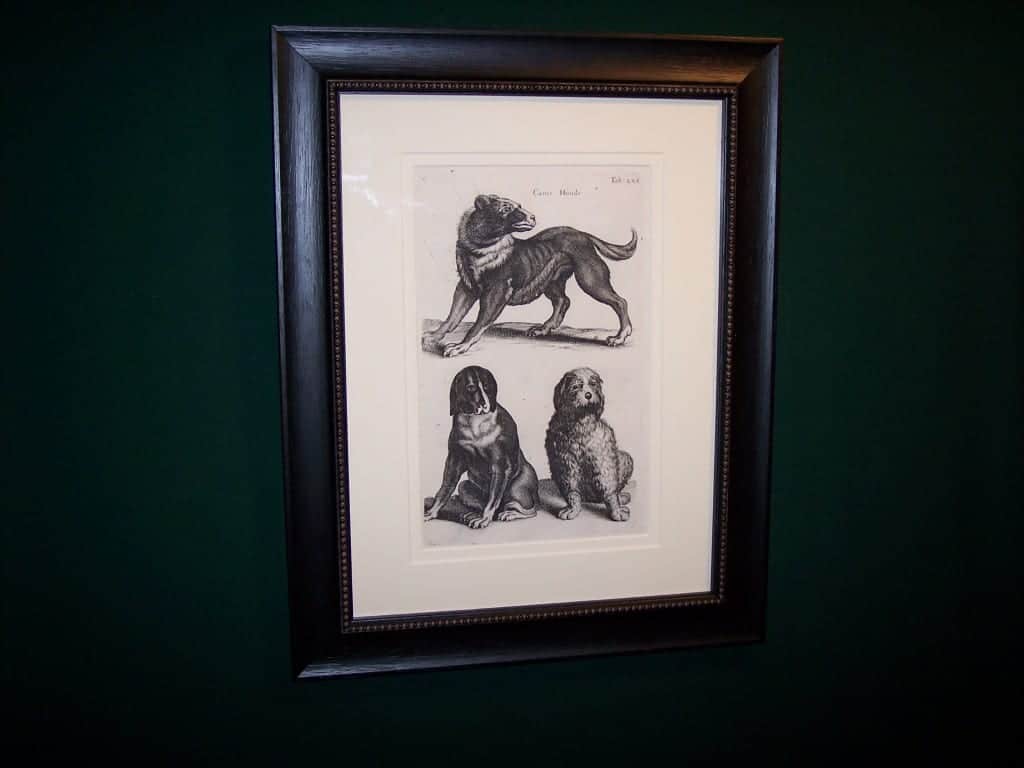 Mathias Merian Dog Print