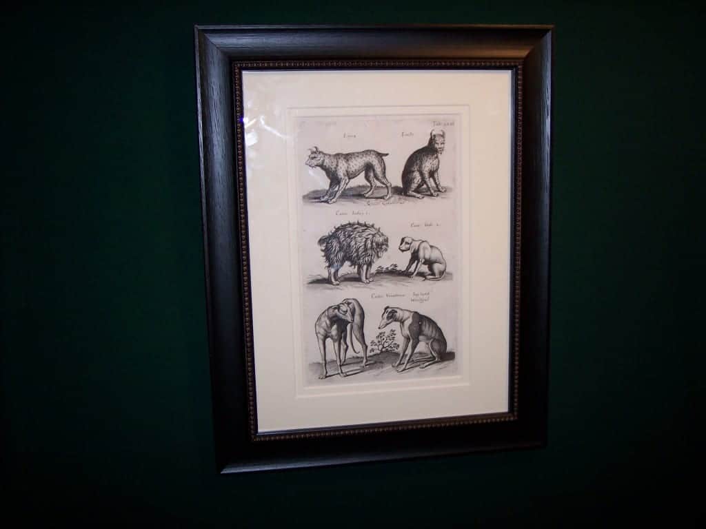 Mathias Merian Dog Print 6192