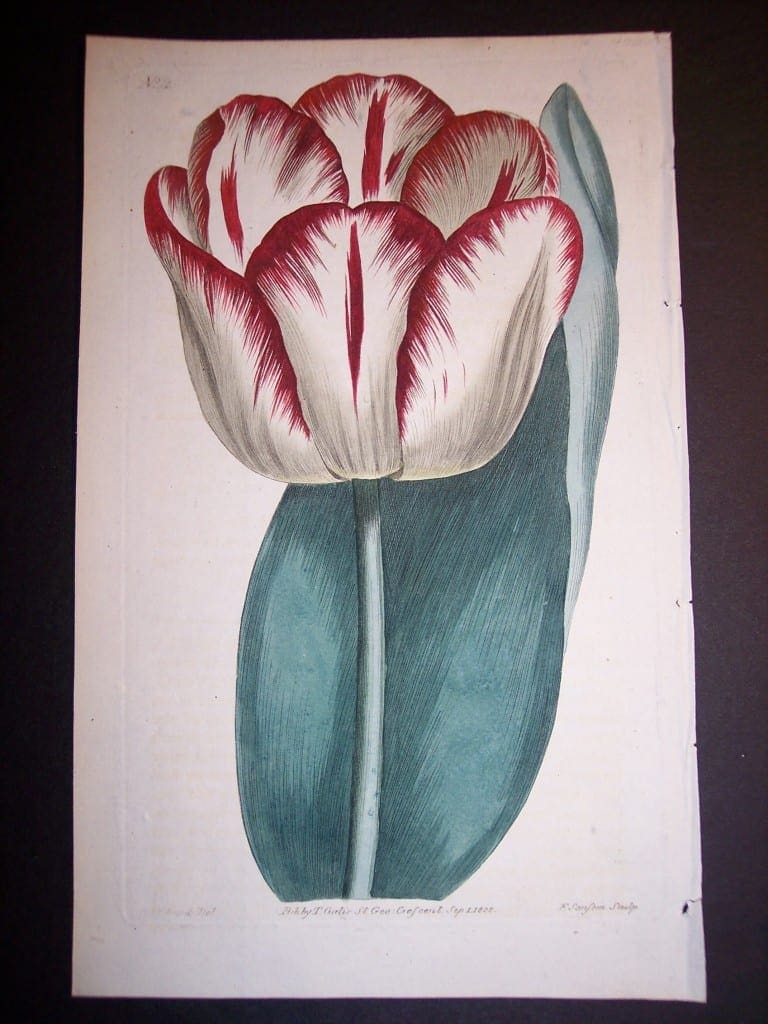 Fancy Flower Hand Colored Tulip