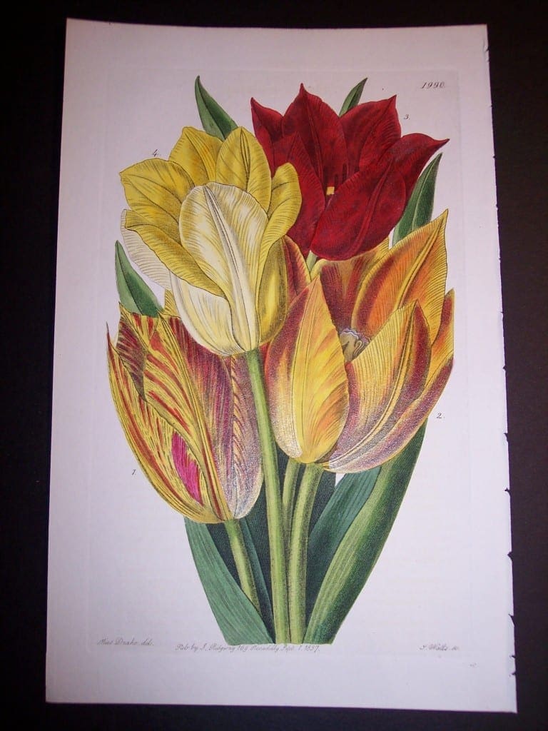 Fancy Flower Hand Colored Tulip