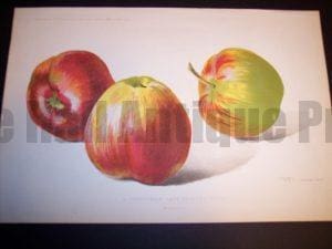 stunning still life apples