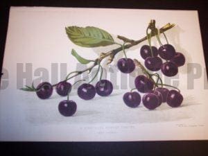 black cherries 19th century