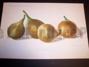 antique figs lithograph