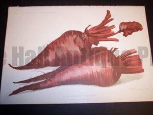 farming agriculture beets