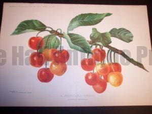 antique lithograph cherries