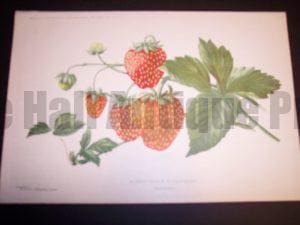 Gorgeous artwork strawberries