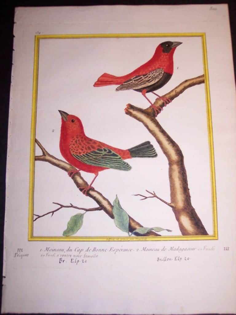 Martinet Song Bird Engraved Print from 1770-1783 250. 8404