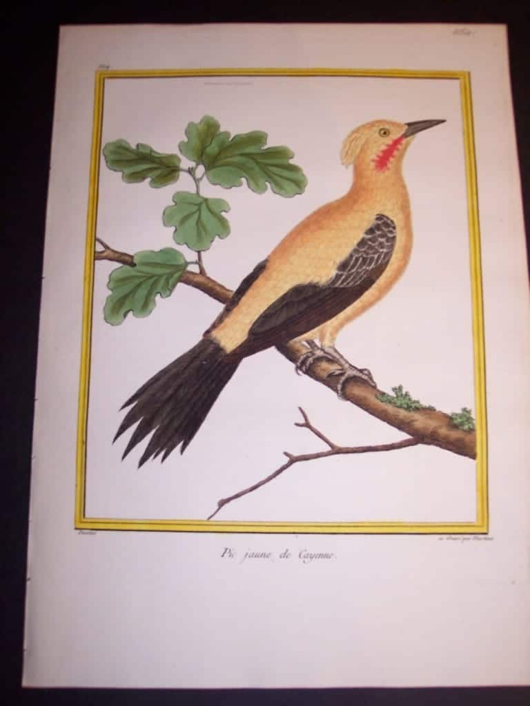 Martinet Song Bird Engraved Print from 1770-1783 250. 8405