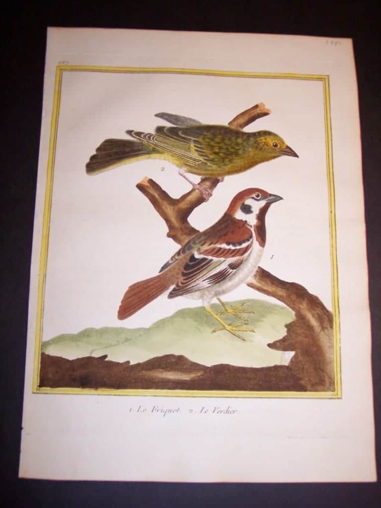 martinet birds, martinet bird prints, prints by martinet, martinet, old prints of birds, old bird prints