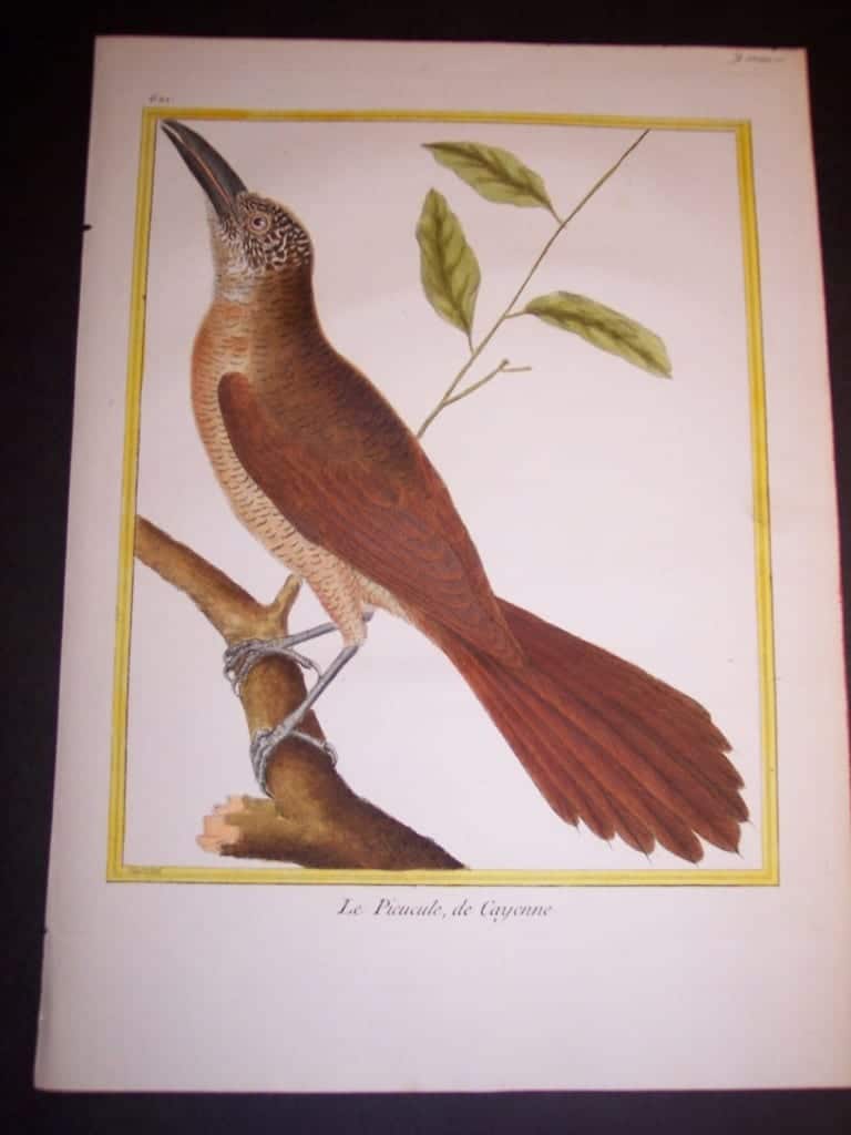martinet birds, martinet bird prints, prints by martinet, martinet, old prints of birds, old bird prints