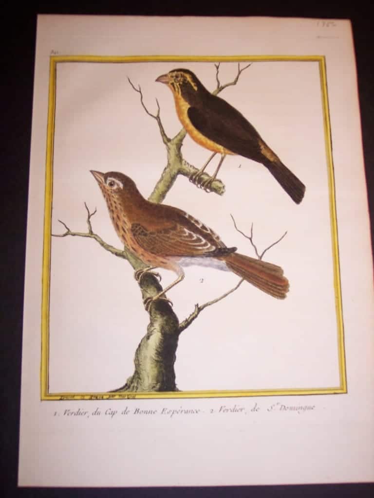 martinet birds, martinet bird prints, prints by martinet, martinet, old prints of birds, old bird prints