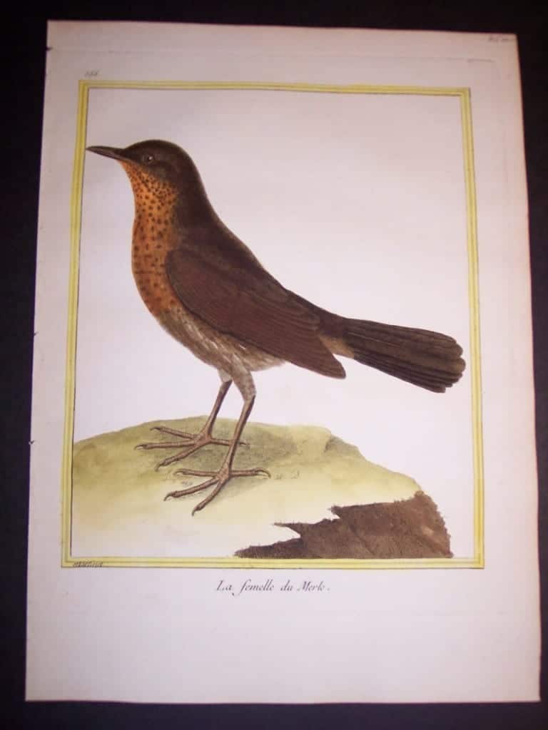 martinet birds, martinet bird prints, prints by martinet, martinet, old prints of birds, old bird prints