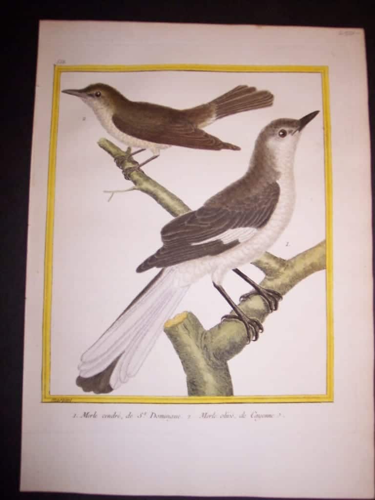 martinet birds, martinet bird prints, prints by martinet, martinet, old prints of birds, old bird prints