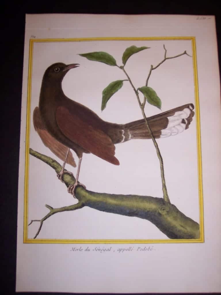 martinet birds, martinet bird prints, prints by martinet, martinet, old prints of birds, old bird prints