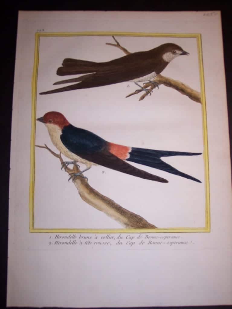 martinet birds, martinet bird prints, prints by martinet, martinet, old prints of birds, old bird prints