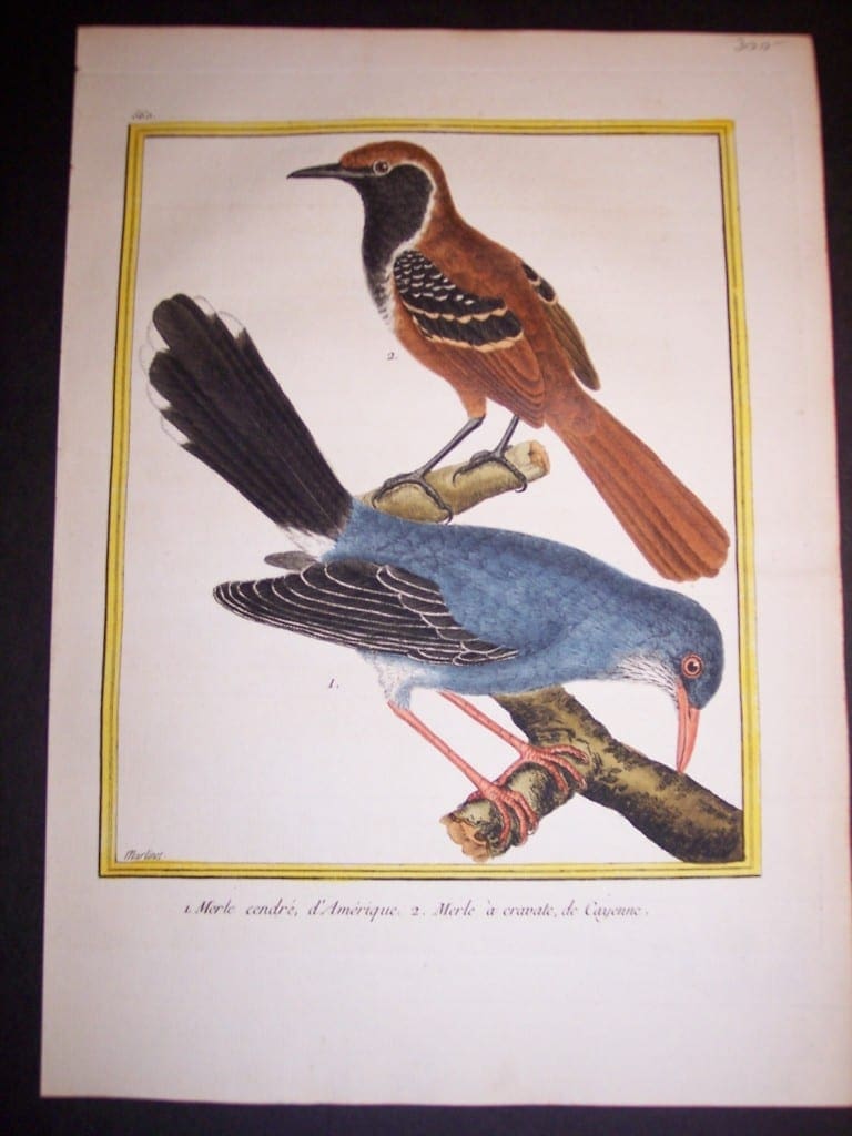 martinet birds, martinet bird prints, prints by martinet, martinet, old prints of birds, old bird prints