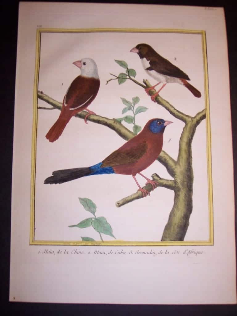 martinet birds, martinet bird prints, prints by martinet, martinet, old prints of birds, old bird prints