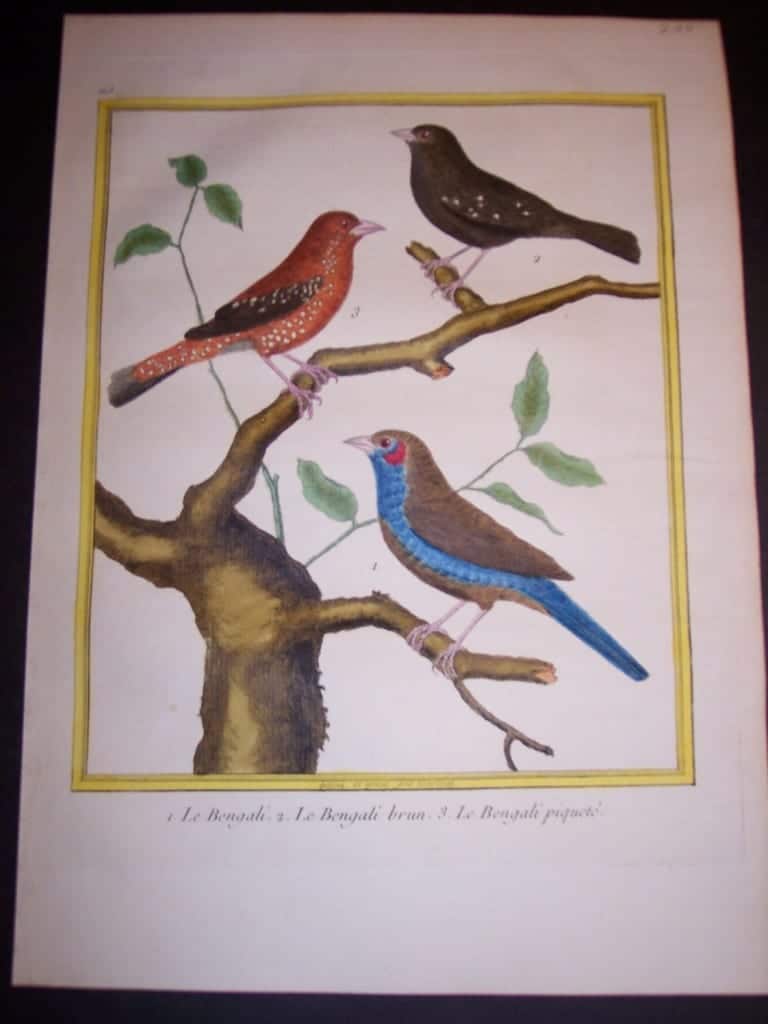 martinet birds, martinet bird prints, prints by martinet, martinet, old prints of birds, old bird prints