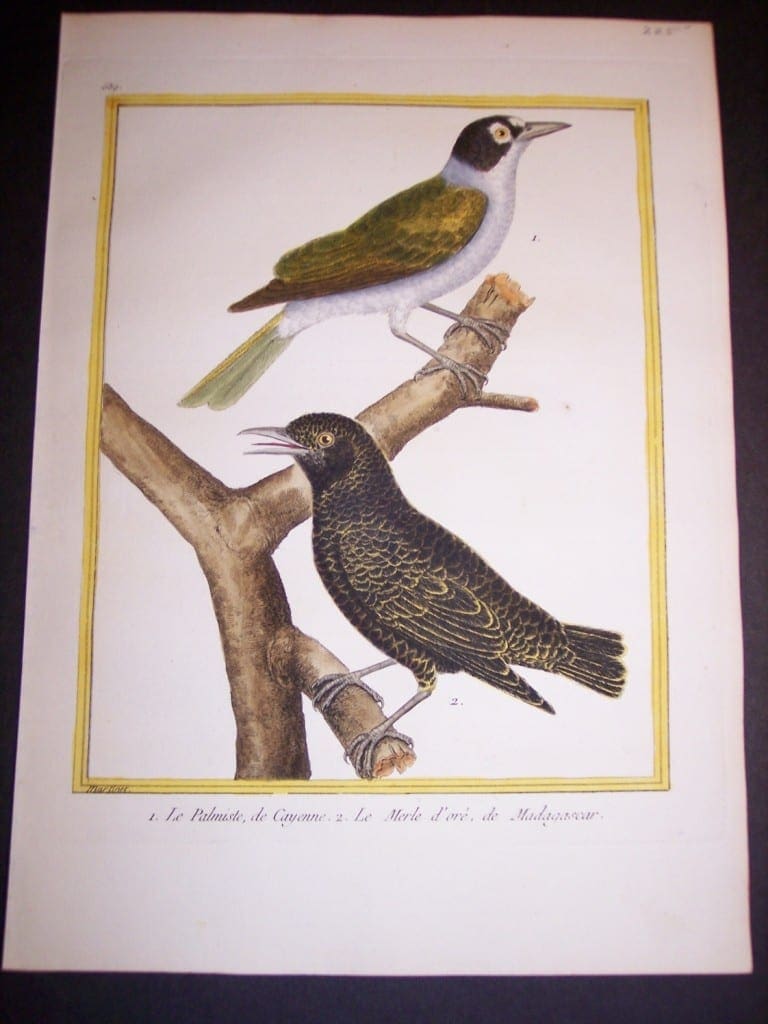 martinet birds, martinet bird prints, prints by martinet, martinet, old prints of birds, old bird prints