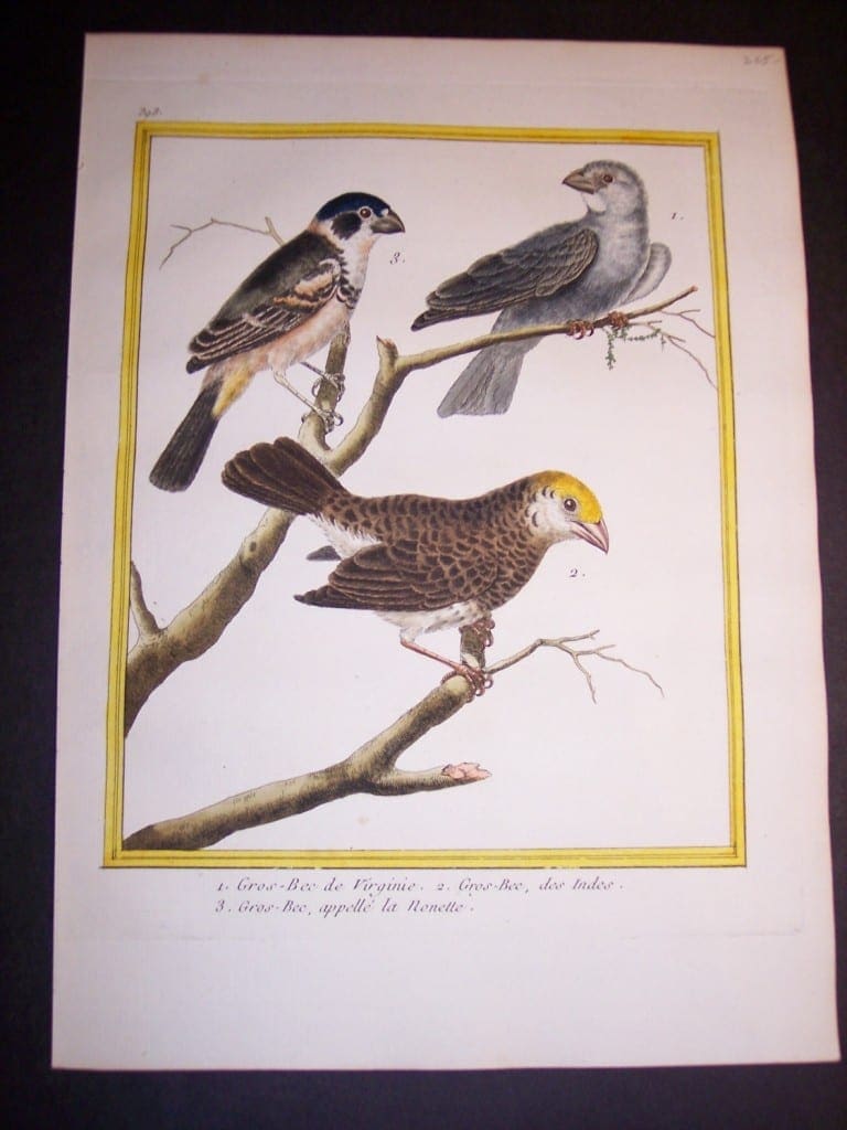 martinet birds, martinet bird prints, prints by martinet, martinet, old prints of birds, old bird prints