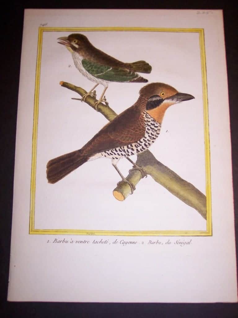 martinet birds, martinet bird prints, prints by martinet, martinet, old prints of birds, old bird prints